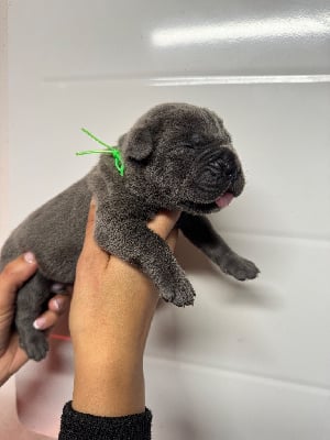 Les chiots de Cane Corso