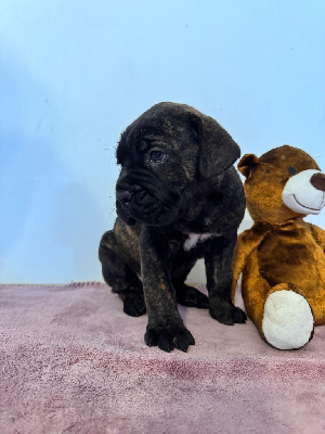Les chiots de Cane Corso