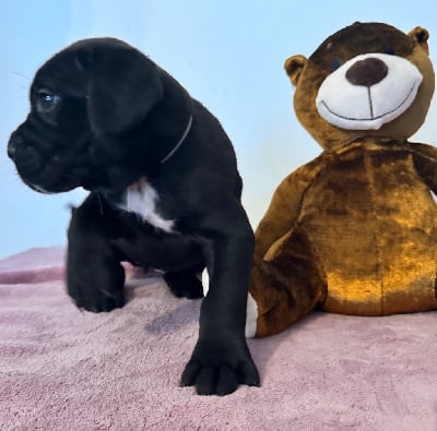 Les chiots de Cane Corso