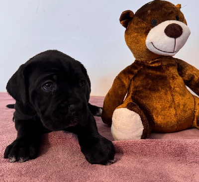 Les chiots de Cane Corso
