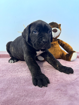 Les chiots de Cane Corso
