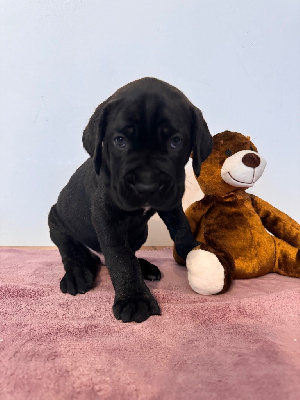 Les chiots de Cane Corso