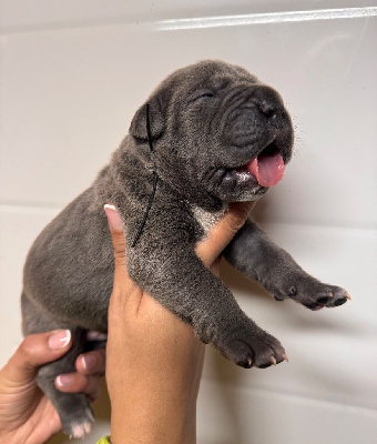 Les chiots de Cane Corso