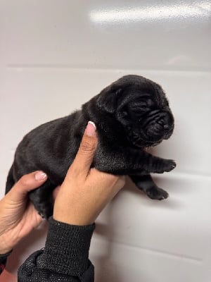 Les chiots de Cane Corso