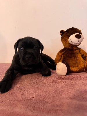 Les chiots de Cane Corso