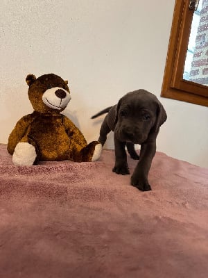 Les chiots de Cane Corso