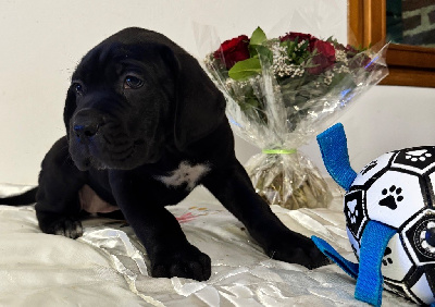 Les chiots de Cane Corso