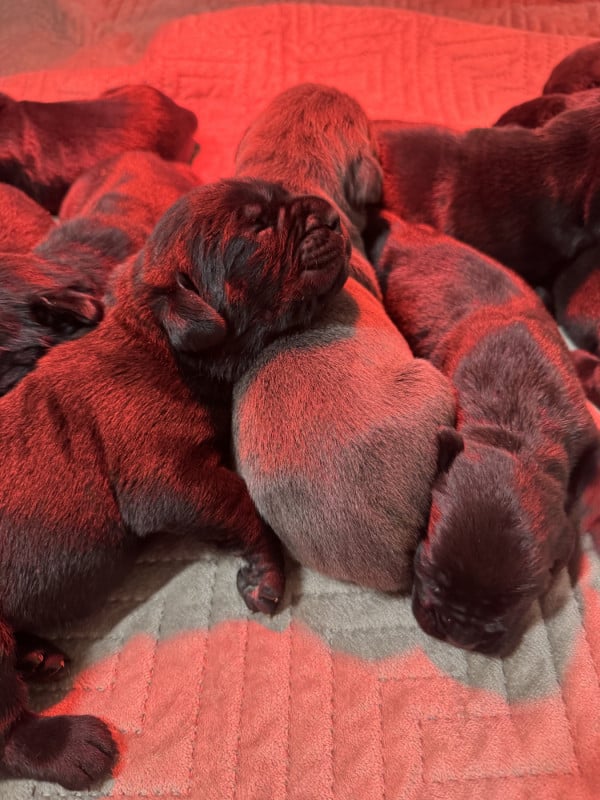 Cane Corso - Des Quatre Pattes De La Sensée
