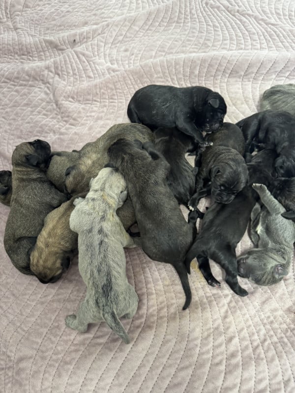 Cane Corso - Des Quatre Pattes De La Sensée