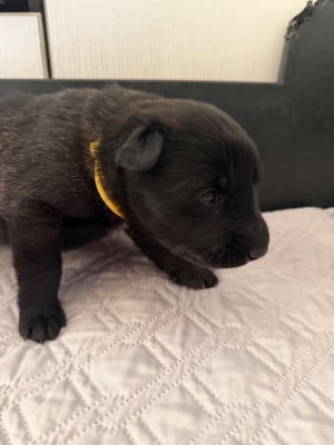 Chiot N°2 - Berger Belge