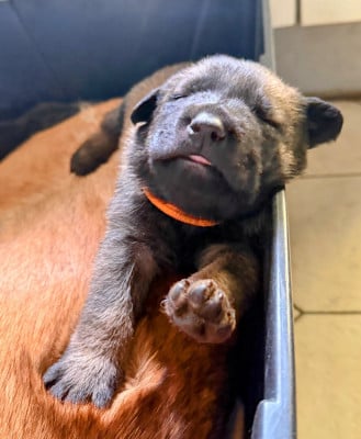 Chiot N°3 - Berger Belge