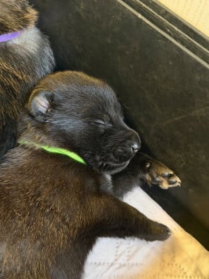 Chiot N°4 - Berger Belge