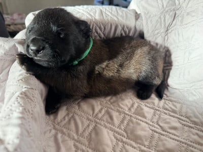 Chiot N°6 - Berger Belge