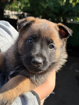 Les chiots de Berger Belge