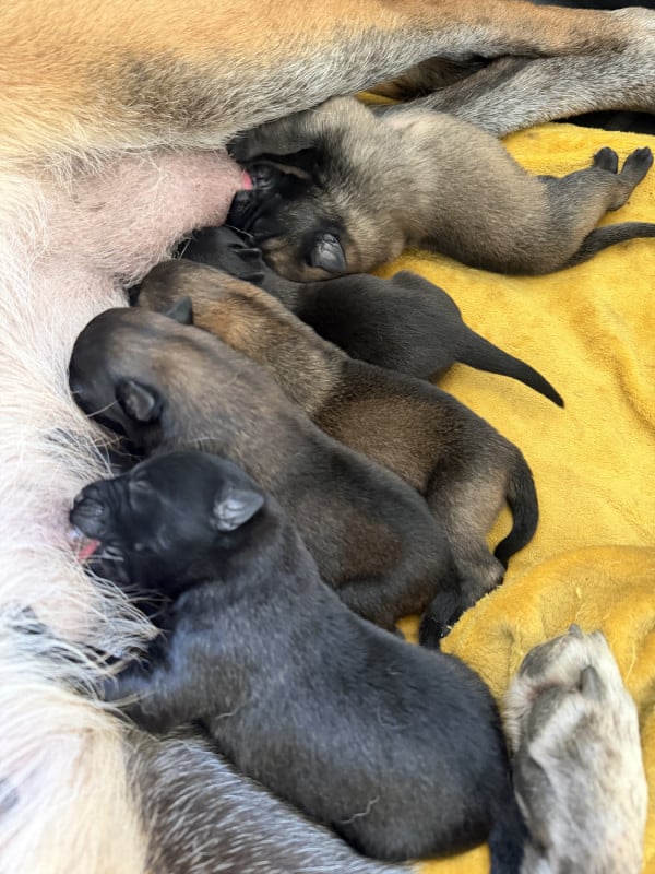 Berger Belge - Des Crocs De Calabre