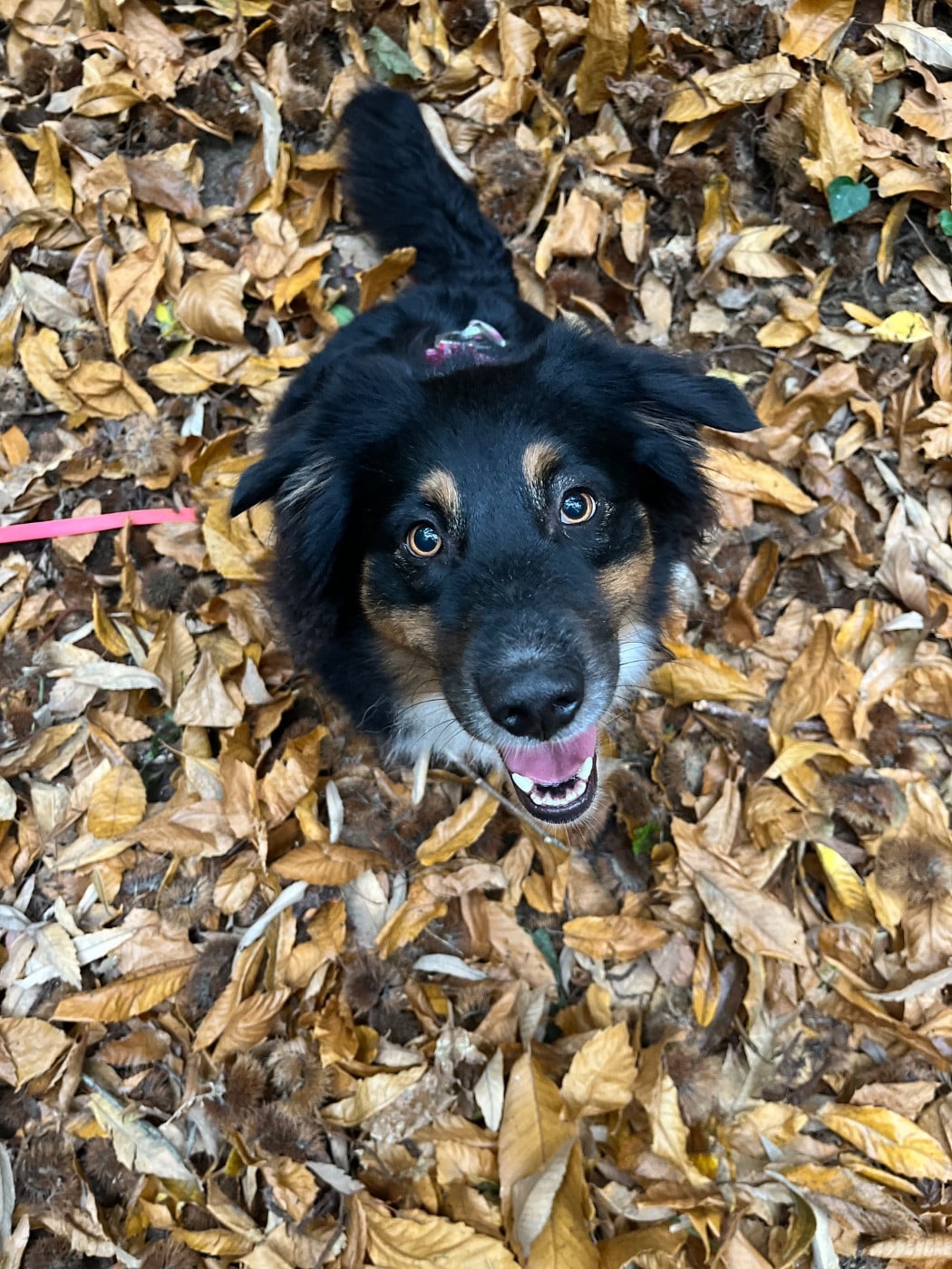 Skitty Des Perles Du Lac