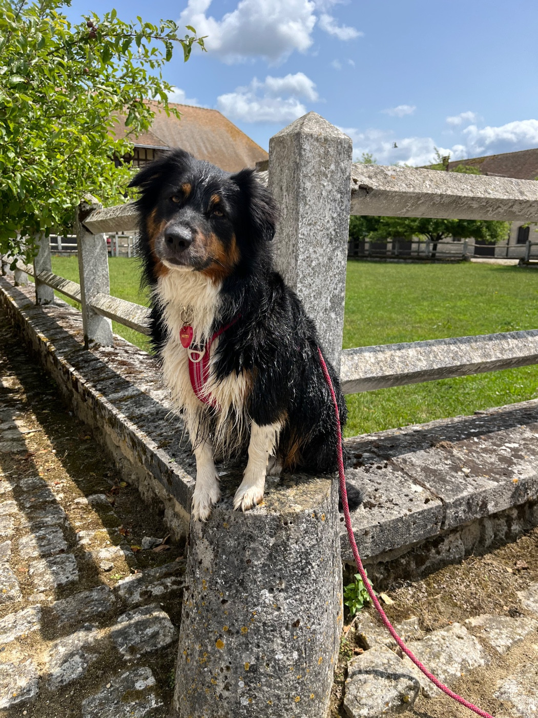 Skitty Des Perles Du Lac