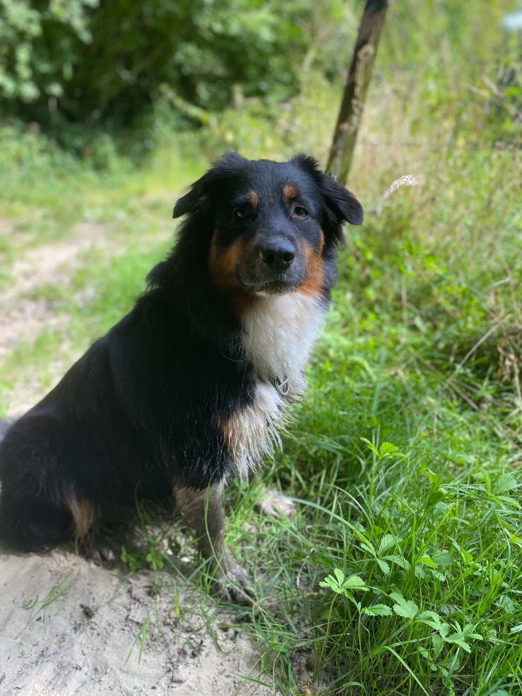 Skitty Des Perles Du Lac