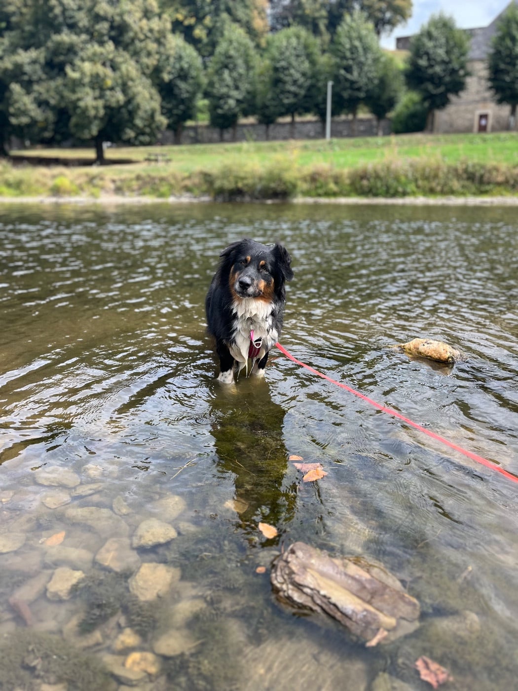Skitty Des Perles Du Lac