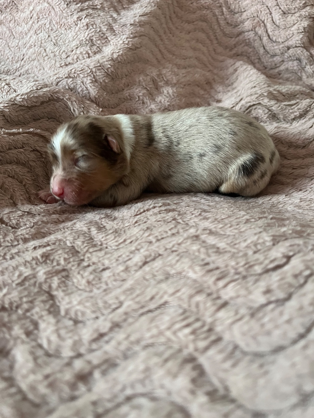 Femelle rouge merle 2 - Berger Australien