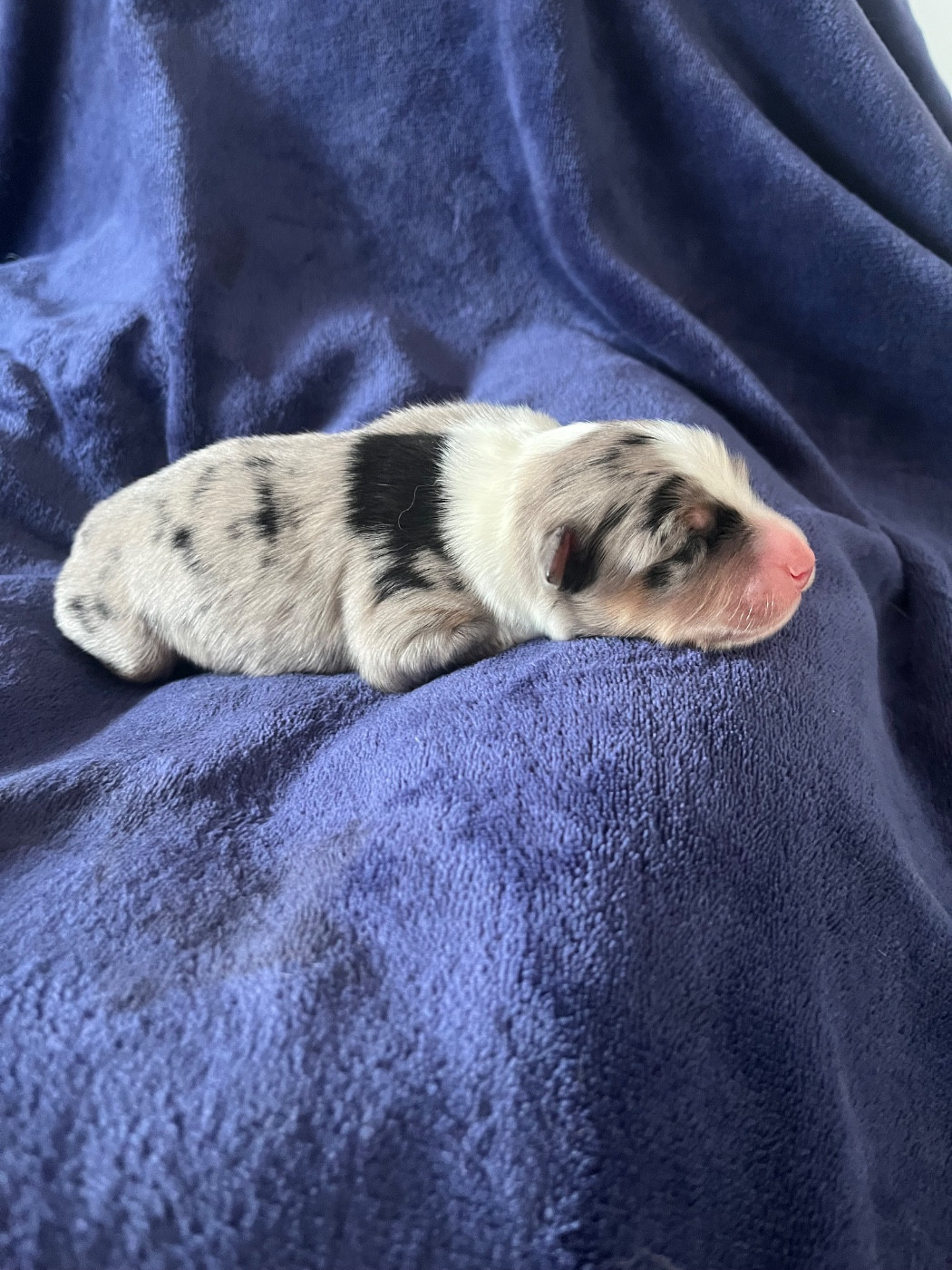 Mâle bleu merle 2 - Berger Australien