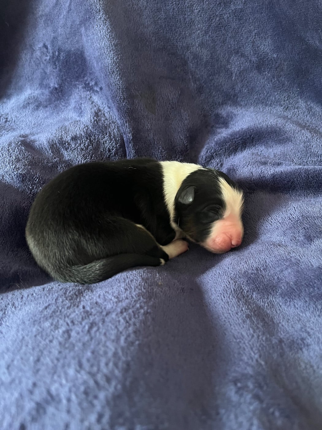 Mâle noir tricolore 2 - Berger Australien