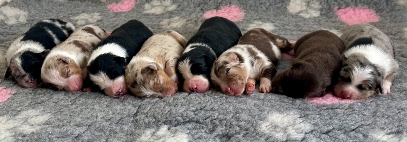 Berger Australien - Des Perles Du Lac