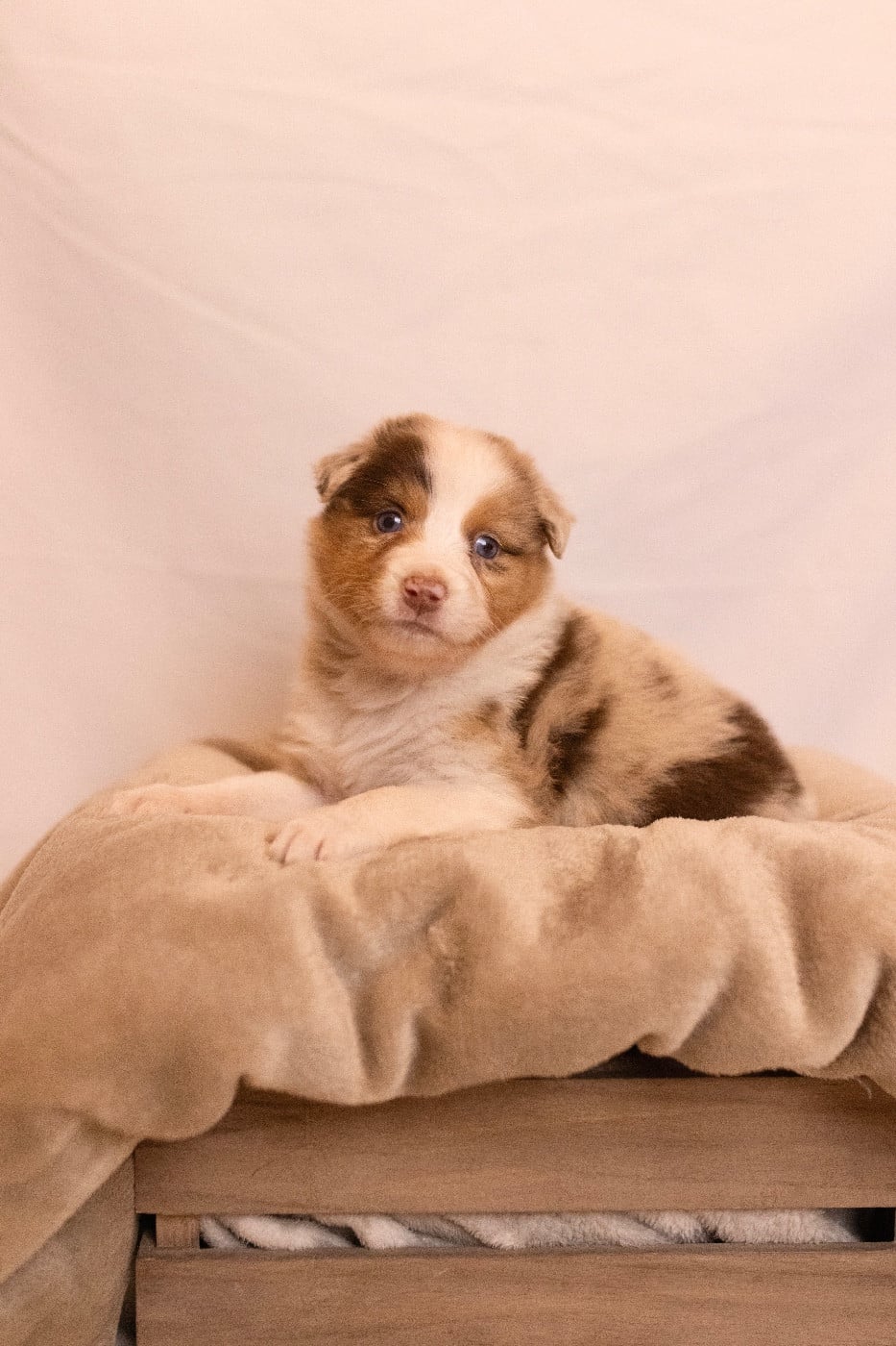 Femelle rouge merle 1