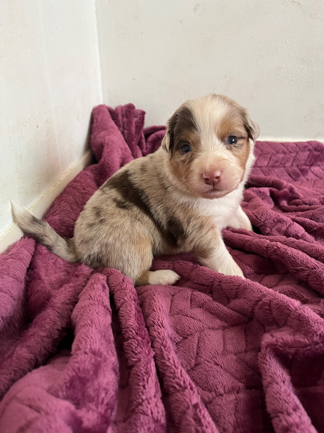 Femelle rouge merle 1