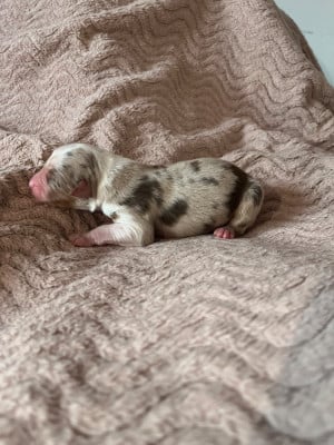 Les chiots de Berger Australien