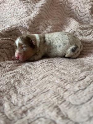Les chiots de Berger Australien