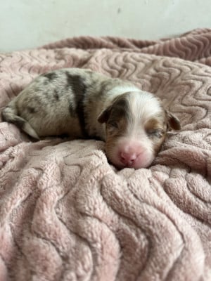 Les chiots de Berger Australien