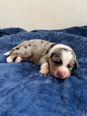 Les chiots de Berger Australien
