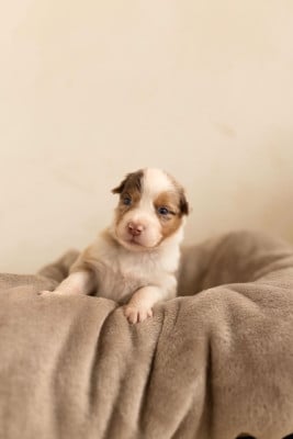 Les chiots de Berger Australien