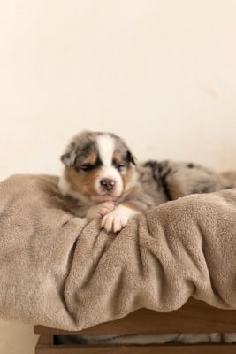 Les chiots de Berger Australien