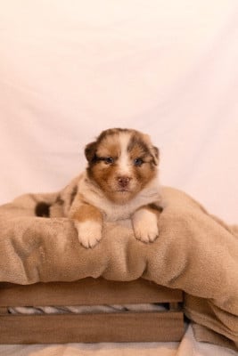 Les chiots de Berger Australien