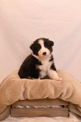 Les chiots de Berger Australien