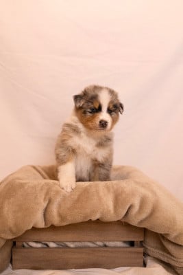 Les chiots de Berger Australien