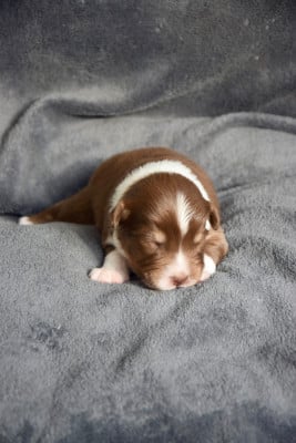 Les chiots de Berger Australien