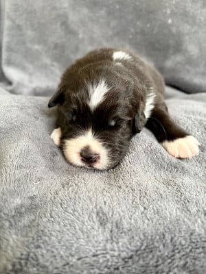 Les chiots de Berger Australien
