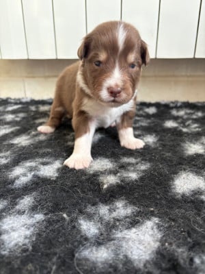 Les chiots de Berger Australien