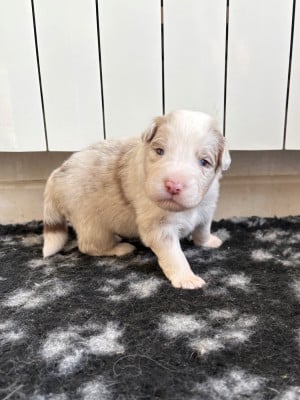 Les chiots de Berger Australien