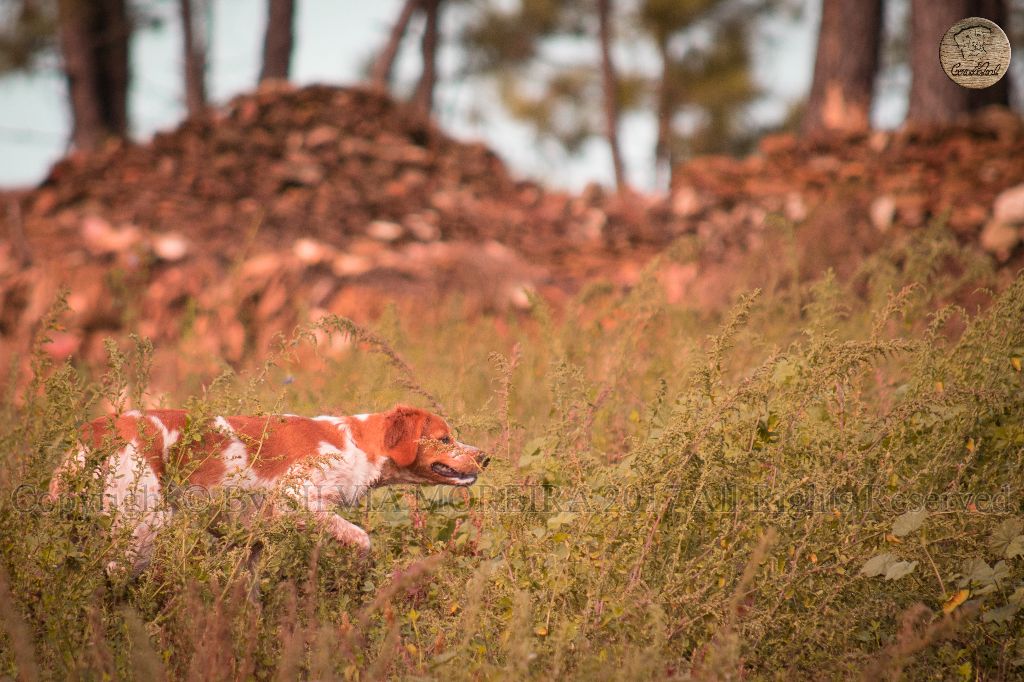 Publication : Do Coração Leal