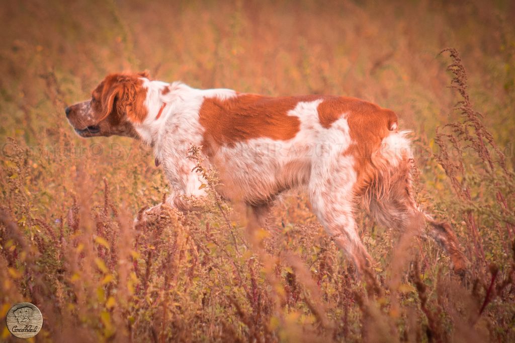 Publication : Do Coração Leal