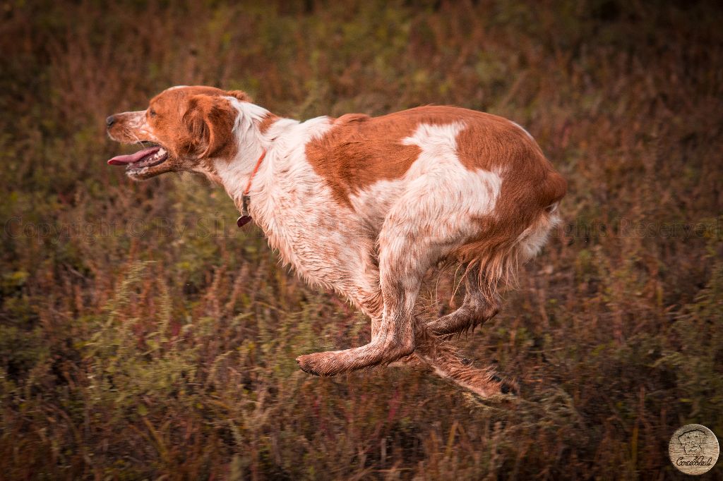 Publication : Do Coração Leal