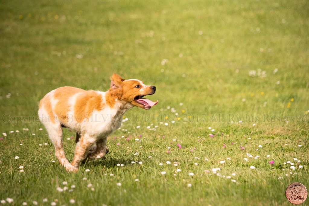 Publication : Do Coração Leal