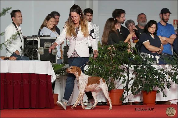 N'dili du comte de Batz Castelmore - Meilleur Puppy de Race | 2º Meillure Puppy Groupe7
