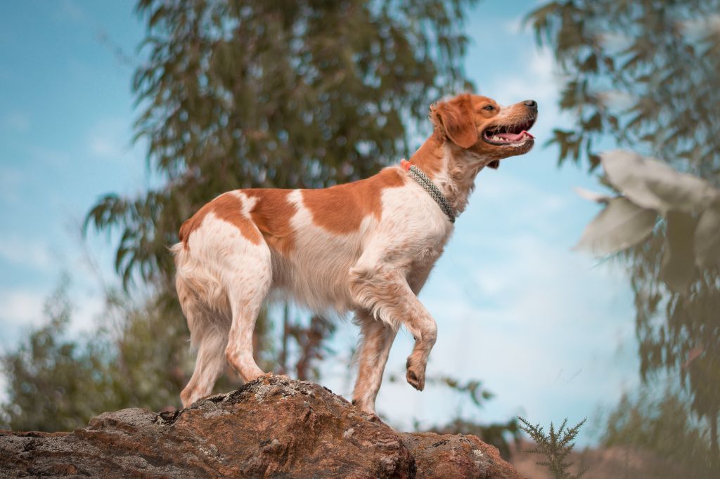 N'dili du comte de Batz Castelmore - TAN