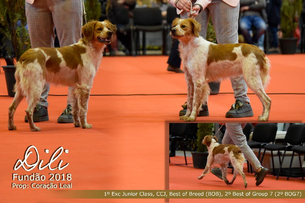 N'dili du comte de Batz Castelmore - 1º Exc Classe Junior, CCJ, Meilleur de la race, 2ème meilleur du groupe 7