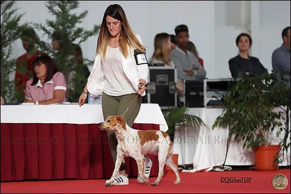 N'dili du comte de Batz Castelmore - Meilleur Puppy de Race | 2º Meillure Puppy Groupe7